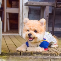 バロンくん