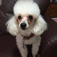pearlちゃん