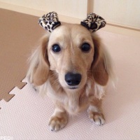 アンジュちゃん