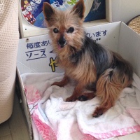 ラブちゃん