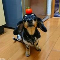 どろちゃん
