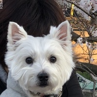 ラニちゃん