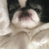 てんちゃん