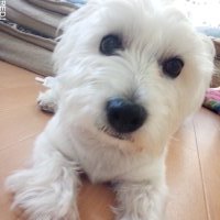 ライチちゃん