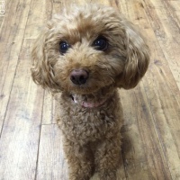 ウールちゃん