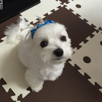 チーズちゃん