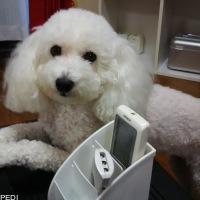 りんちゃん