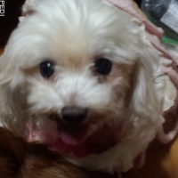 ビビちゃん