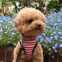 チップくん