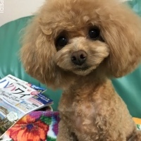 ココちゃん