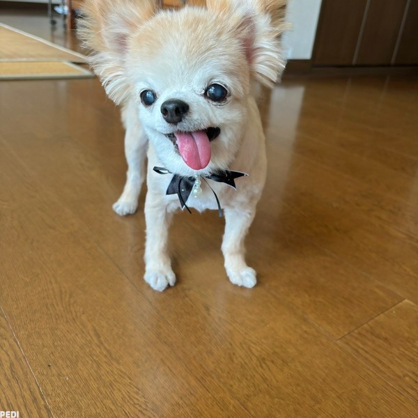 ぽんたくん