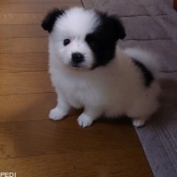 マルオくん