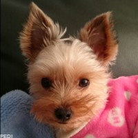 ゆずちゃん