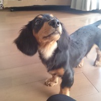 ちゃっくくん