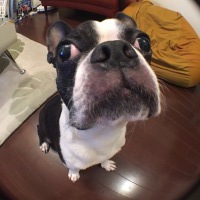 ドルチェくん