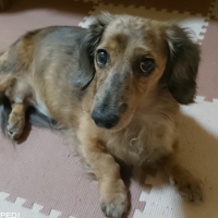 うにちゃん