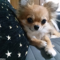 アンジェリコちゃん