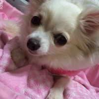 はるちゃん