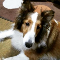 はるちゃん