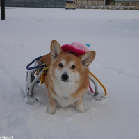 チビタくん