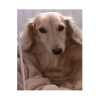 ラッシュくん