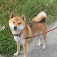 くりくん
