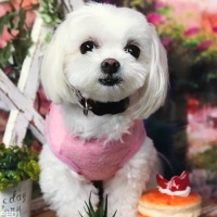 のんちゃん