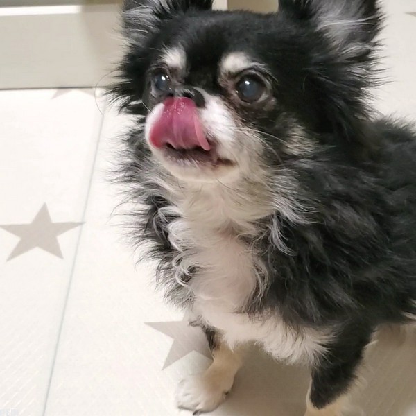 ドルチェくん