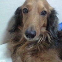 テスくん
