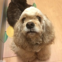 フーポォくん