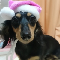 モネちゃん