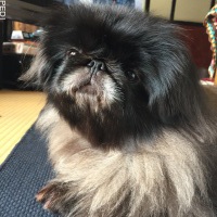 がんもちゃん
