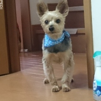 レビンくん