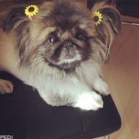 てぃむてぃむくん