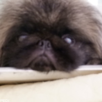 チャイくん