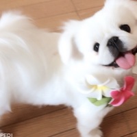 めるちゃん