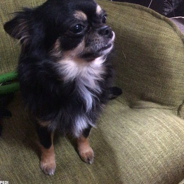 チョコちゃん