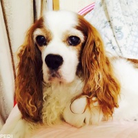 さくらちゃん