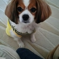 チャイちゃん