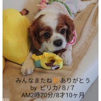 ピリカちゃん