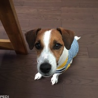ジェッタくん