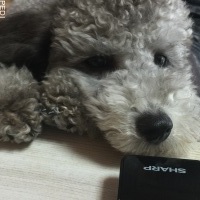 シルバーくん