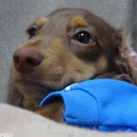 つとむくん