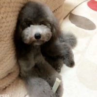 とあちゃん