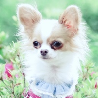 ももちゃん