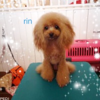 リンちゃん