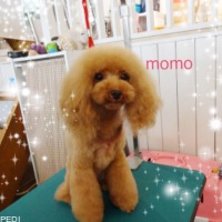 モモちゃん