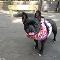 チェリーちゃん