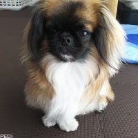 ラテちゃん
