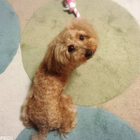 ちゃまめくん